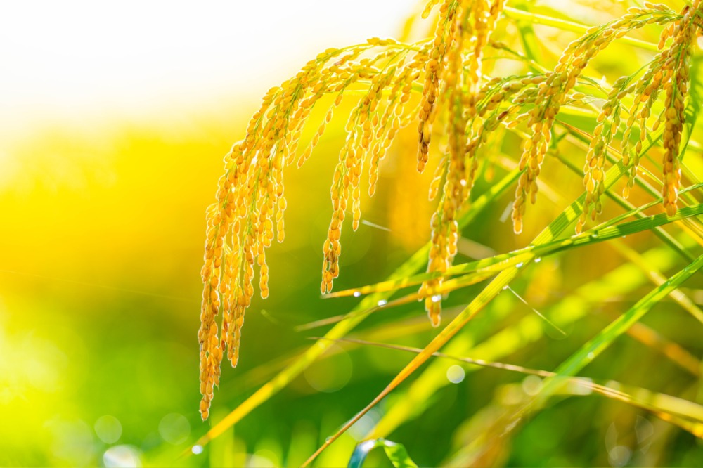 農から、まっすぐに