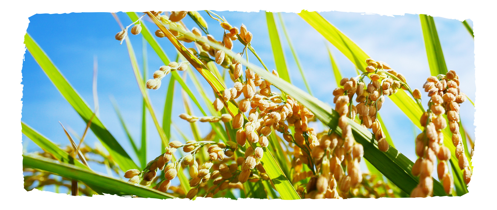 有限会社サン・ファーム韮神 韮神や