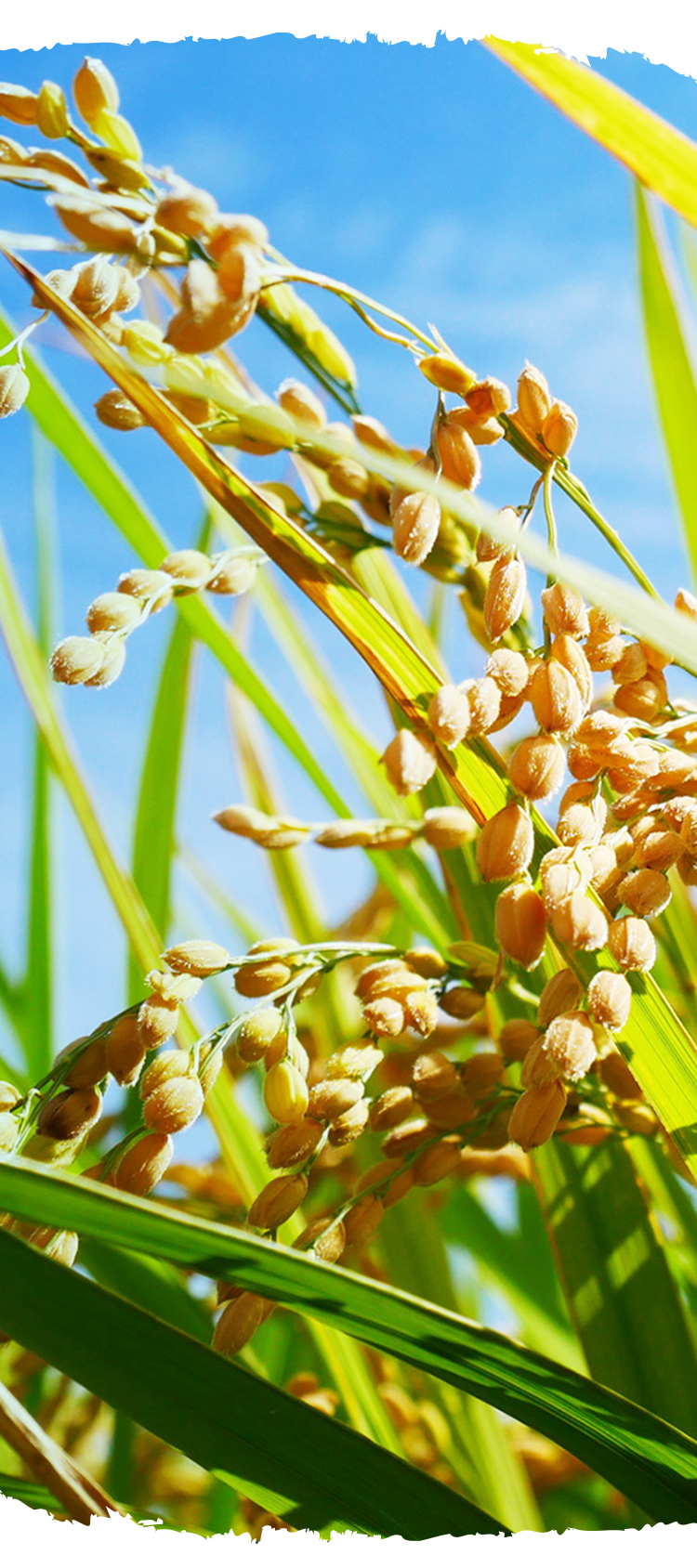 有限会社サン・ファーム韮神 韮神や